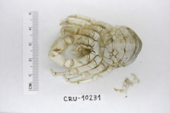 Media type: image;   Invertebrate Zoology CRU-10231 Description: Preserved specimen.;